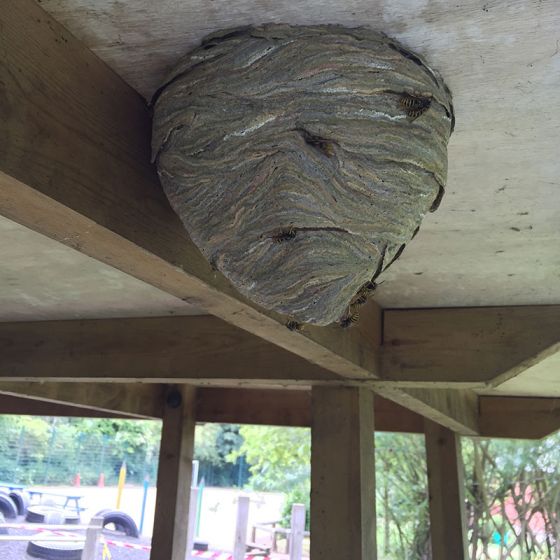 Wasps Nests
